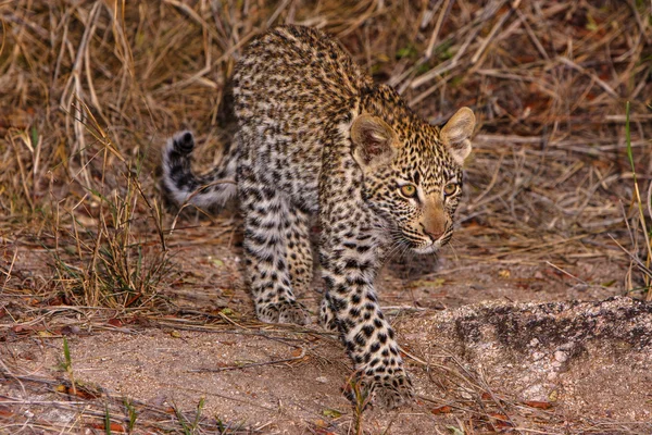 Leppard yavrusu — Stok fotoğraf