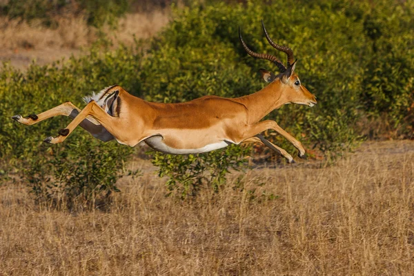 Impala hoppa — Stockfoto