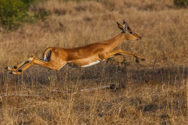 Salto di Impala — Foto Stock