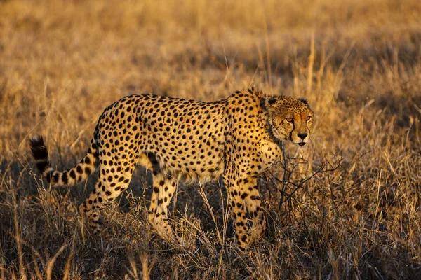 Mężczyzna gepardmannelijke cheetah — Stockfoto