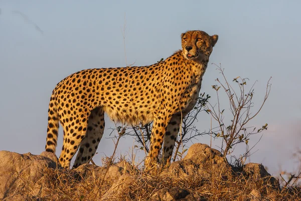 Mężczyzna gepardmannelijke cheetah — Zdjęcie stockowe