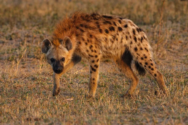 Fläckig hyena — Stockfoto