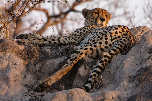 Mężczyzna gepardmannelijke cheetah — Stockfoto