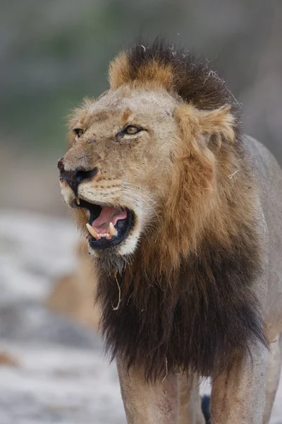 Mapogo lejon Royaltyfria Stockbilder