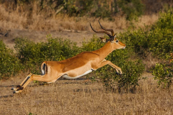 Impala-stap-springen Stockfoto