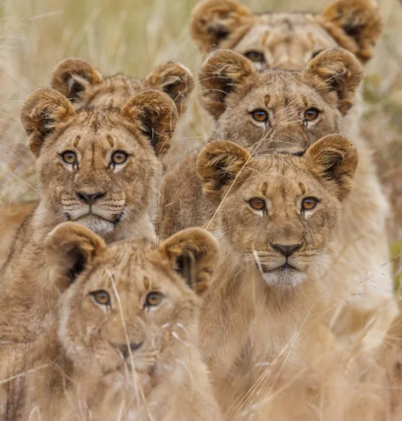 Afrikaanse leeuw — Stockfoto