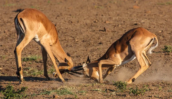 Impala baggar kämpar — Stockfoto