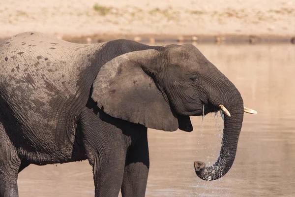 Elefante africano — Foto Stock