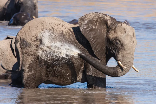Afrikansk elefant bad Stockbild