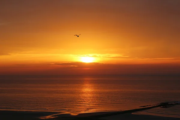 Hermosa puesta de sol con una gaviota Fotos De Stock