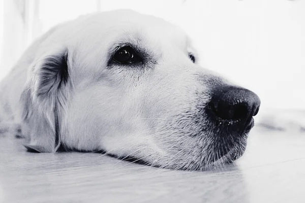 Golden retriever yakın çekim