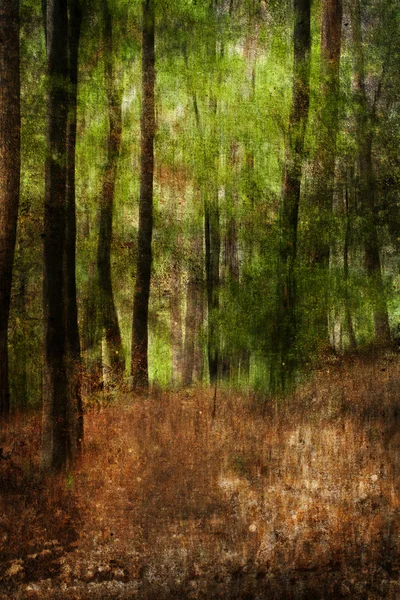 Floresta do caos — Fotografia de Stock