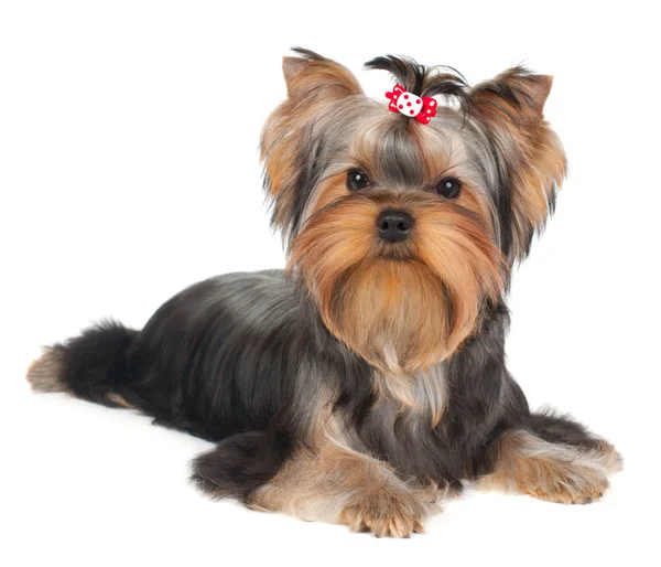 sevimli köpek yavrusu