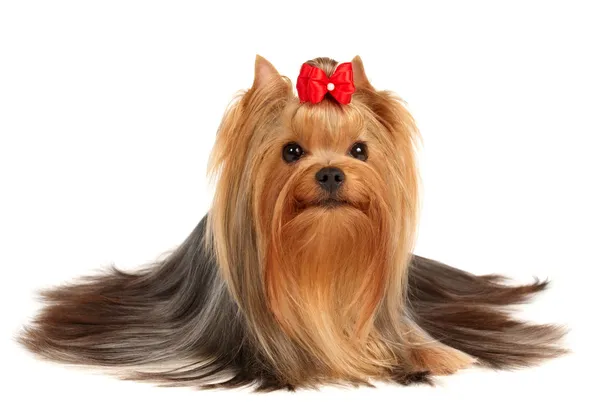 Najpiękniejszą yorkshire terrier — Zdjęcie stockowe