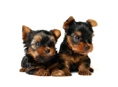 iki yorkshire Terrier yavruları