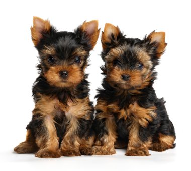 iki yorkshire Terrier yavruları