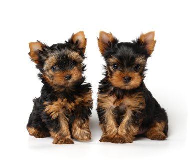 iki yorkshire Terrier yavruları