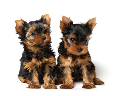 iki yorkshire Terrier yavruları