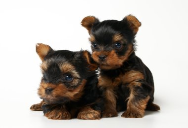 iki yorkshire Terrier yavruları