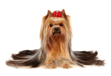 erkek yorkshire Terrier