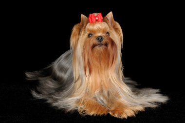 güzel yorkshire korkunç