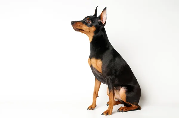 Svart och tan miniatyr pinscher — Stockfoto