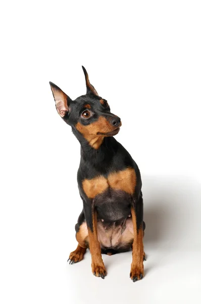 Svart och tan miniatyr pinscher — Stockfoto