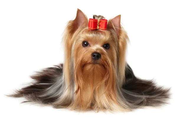 Yorkshire terrier — Photo