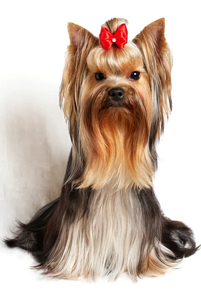 Yorkshire terrier — Stock Fotó