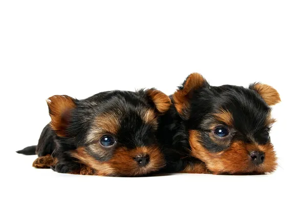 Iki yorkshire Terrier yavruları — Stok fotoğraf