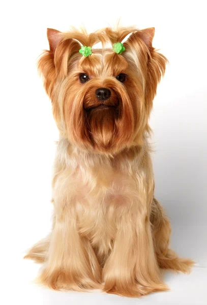 Yorkshire terrier — Fotografia de Stock