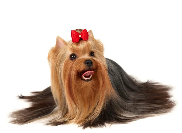 Yorkshire terrier — Zdjęcie stockowe