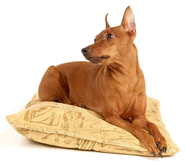 Pinscher miniature rouge couché sur l'oreiller — Photo