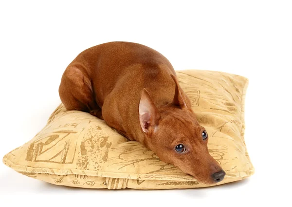 Red Miniature Pinscher lying on the pillow — Stock Photo, Image