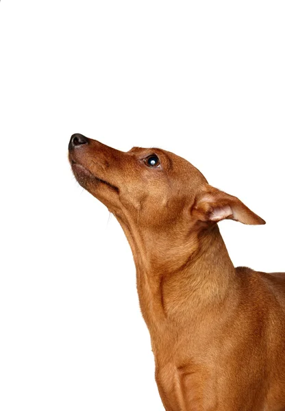 Röd miniatyr pinscher — Stockfoto