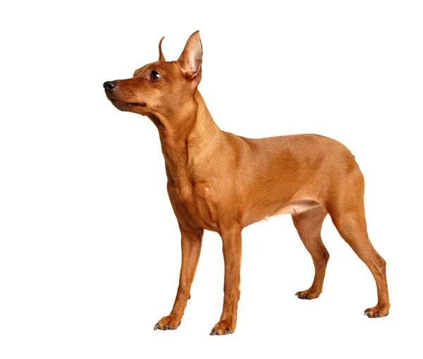 Röd miniatyr pinscher — Stockfoto