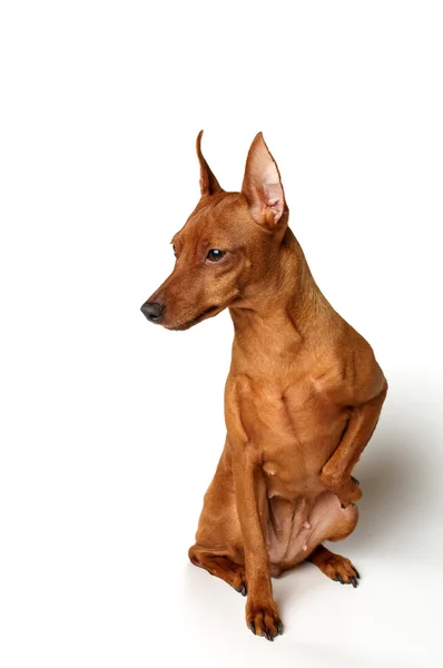 Vörös törpe pinscher — Stock Fotó