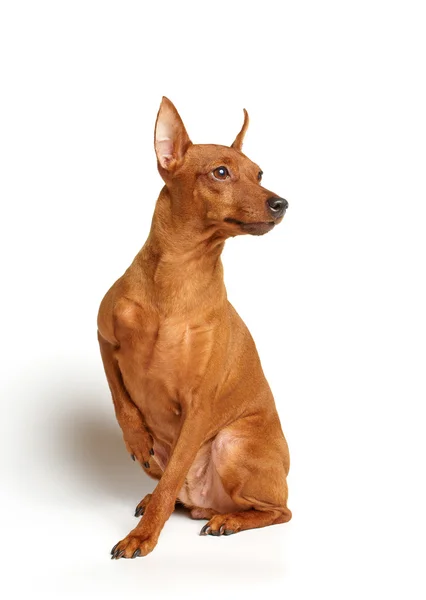 Pinscher in miniatura rossa — Foto Stock