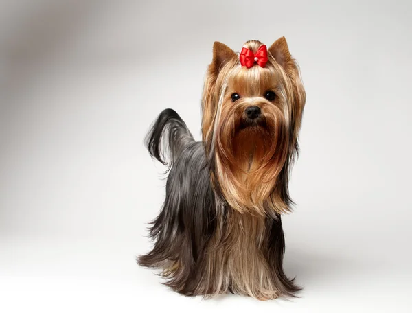 Yorkshire terrier — Fotografia de Stock