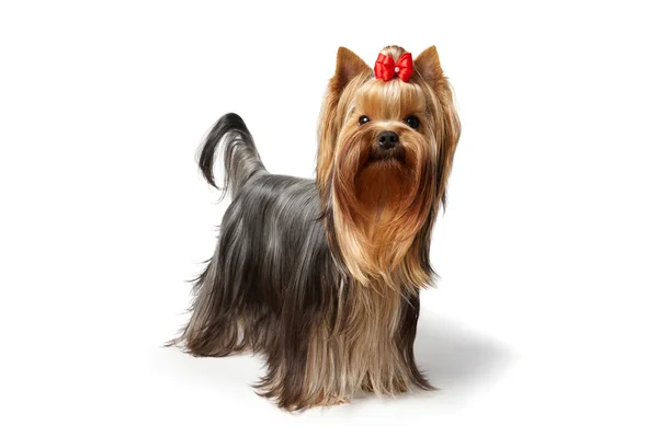 Yorkshire terrier — Zdjęcie stockowe