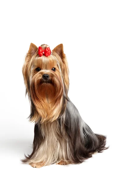 Yorkshire terrier — Zdjęcie stockowe