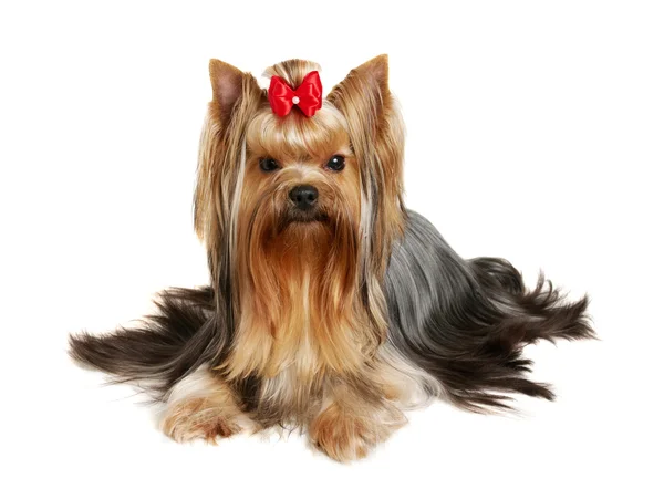 Yorkshire terrier — Fotografia de Stock