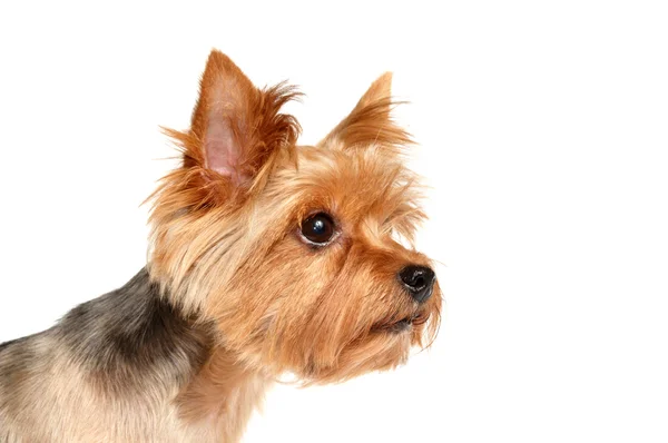 Genç yorkshire terrier portresi — Stok fotoğraf