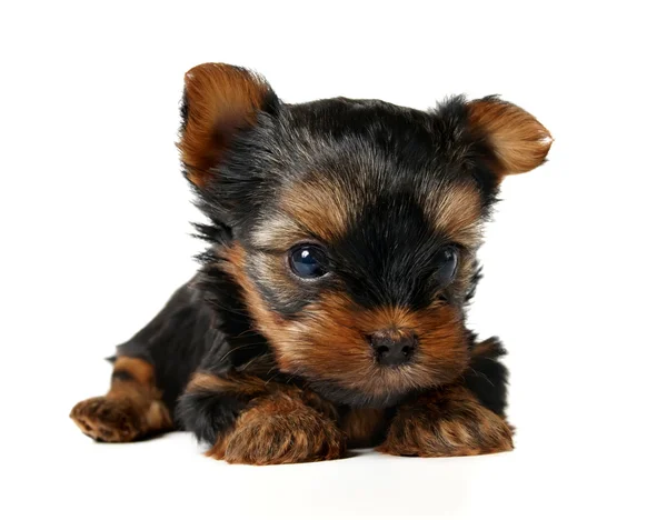 Puppy of the Yorkshire terrier — Stock Photo, Image