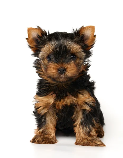 Szczenię yorkshire terrier — Zdjęcie stockowe