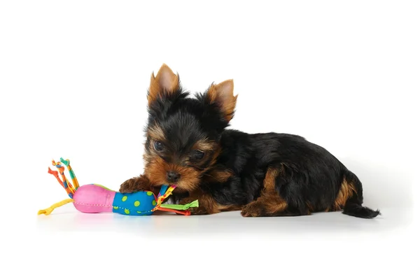 The Yorkshire Terrier puppy with a toy — Stock Photo, Image
