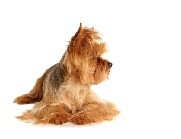Yorkshire terrier —  Fotos de Stock
