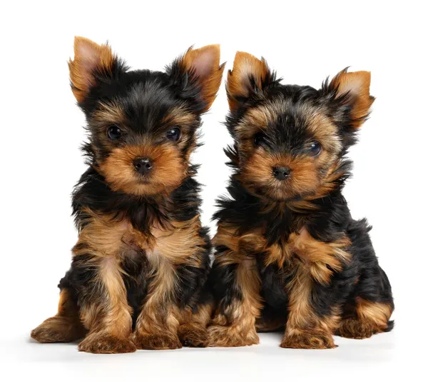 Два щенки Йоркширський тер'єр — стокове фото