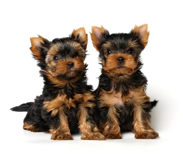 Два щенки Йоркширський тер'єр — стокове фото