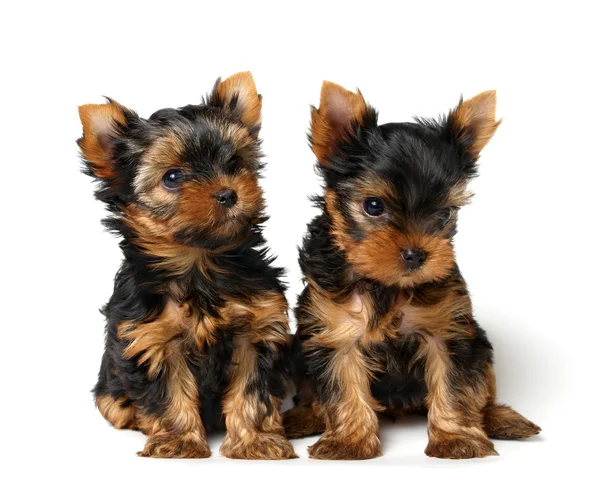Deux chiots du Yorkshire Terrier — Photo